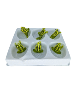 Alternative view of Glasfrosch, grün (VPE 6)