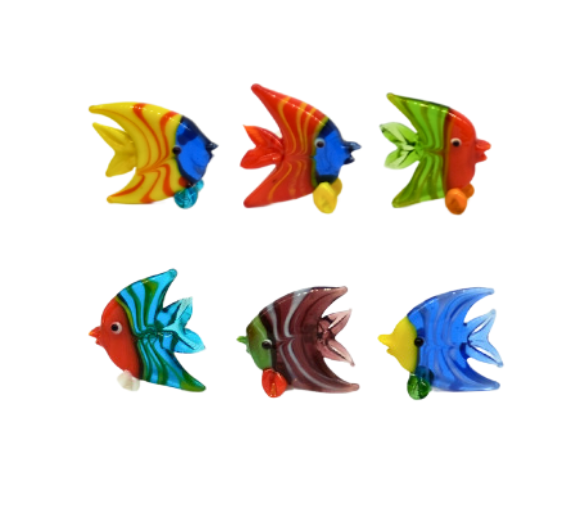 Glasdiscusfisch (VPE 6)